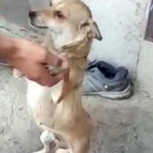 disi zvanok 1 yas 7 ayliqdi 2 defe bala verib.40 azn qiymet sondu