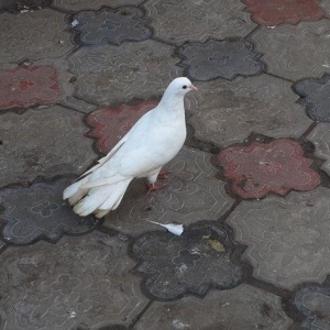 salam 18 tuk maya satram eyagi cilpaq  qirmizi eyagdi hundur stoykali