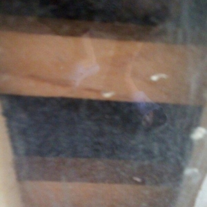 Ela cixiw verir. 170 toyug yumurtasi tutur. Wekildeki cuceler bu inkub