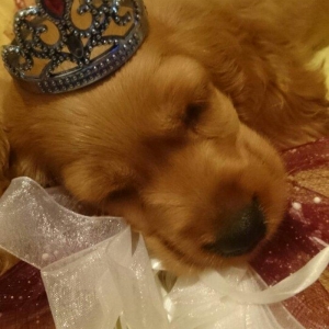 Avqustun 8 dogulublar  kokers spaniel qurt dermanlari verilib erkek di