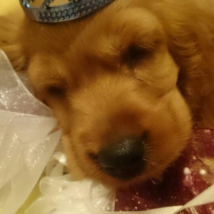 Avqustun 8 dogulublar  kokers spaniel qurt dermanlari verilib erkek di