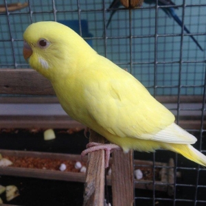 Продаю 3 месячных чисто жёлтых красноглазых (лютино) попугаев! Самка и