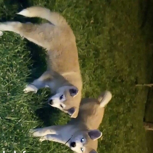 Temiz natura 4ayliq disi akita satilir tam saglam baladi bu sekilde 3a