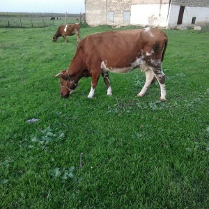 salam balali inek satilir dord aydi kelin alib yanindaki balasi sekkiz