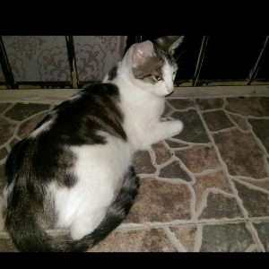 Стерилизованная кошечка ищет дом. Полтора года. Чистая, проглистованна