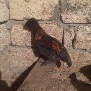 Rahibe 5ayliqdi cutdu 50AZN.
ponpon ayemcemi ile qariwiqdi 5 ayliqdi