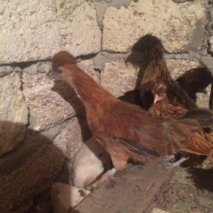 Rahibe 5ayliqdi cutdu 50AZN.
ponpon ayemcemi ile qariwiqdi 5 ayliqdi