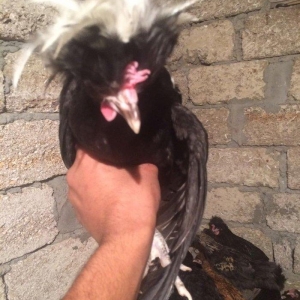 Rahibe 5ayliqdi cutdu 50AZN.
ponpon ayemcemi ile qariwiqdi 5 ayliqdi