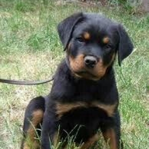 Bag evlerinde doyush itlerine (avcharka, pitbull, rottweiler, cana cou