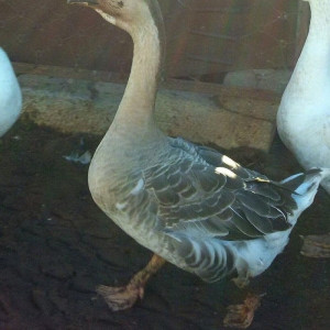 Rus, kuban, kubanan dönmə qaz satıram 7,8 aylı