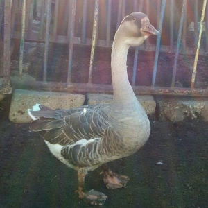 Rus, kuban, kubanan dönmə qaz satıram 7,8 aylıq biri 40, 35 manata unv