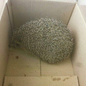 kirpi satilir 900qramdi yetiwkin kirpidi whatsap aciqdir suali olan ya