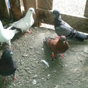 quslar özümdu coxdu deye azaldiram uçan quslardi opdavoy satılır tek t