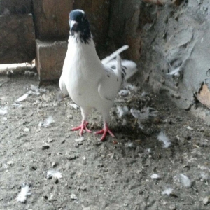 17 tuk qarabas maya cute düşmeye hazırdı oynagi var tutulmadi ciddi al