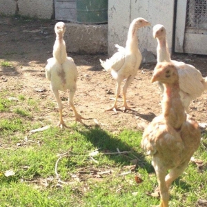 4 ayliq cox doyuwken ag heyrati cuceler satilir ata analari wekilde go