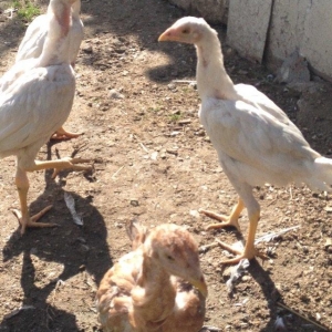 4 ayliq cox doyuwken ag heyrati cuceler satilir ata analari wekilde go