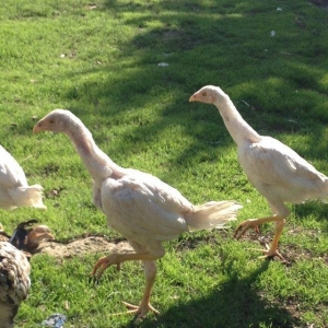 4 ayliq cox doyuwken ag heyrati cuceler satilir ata analari wekilde go