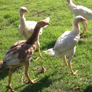 4 ayliq cox doyuwken ag heyrati cuceler satilir ata analari wekilde go