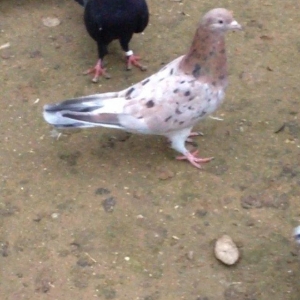 Cavan saglam 15 tuk ebrew maya atasi anasi 16/17 t