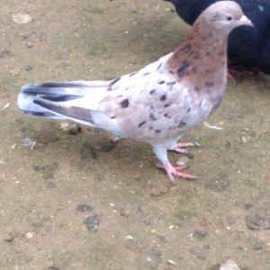 Cavan saglam 15 tuk ebrew maya atasi anasi 16/17 tuk olub ucan cinsdi