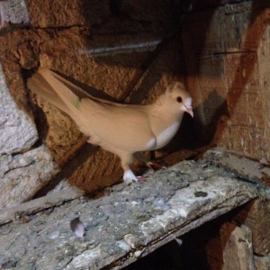 6 saat ucan qewey oynagi olan cavan saglam mayadi ucan quwdu hemde vit