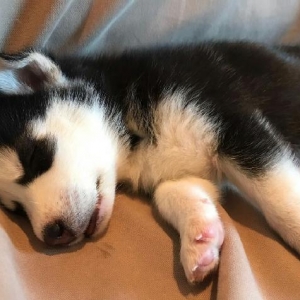 Gozleri goy erkek xaksi  balasi satilir tam saglam baladir 45 gunlukdu