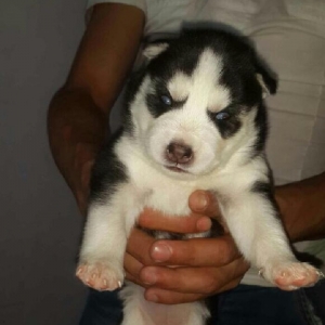 Gozleri goy erkek xaksi  balasi satilir tam saglam baladir 45 gunlukdu