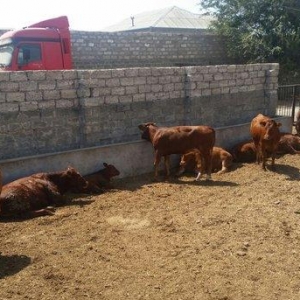 hər növ cins erkək danalar 180 kq dan başlayan diri cekiyke isdenilən