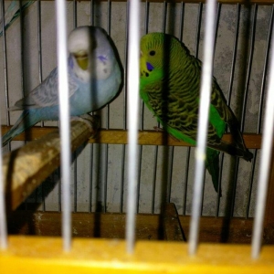 Hazir bala veren cut satiram .erkek mavi spengel ,