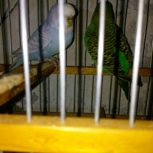 Hazir bala veren cut satiram .erkek mavi spengel ,disi yasil .bir defe