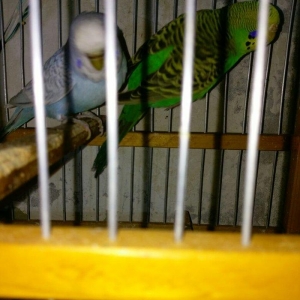 Hazir bala veren cut satiram .erkek mavi spengel ,disi yasil .bir defe