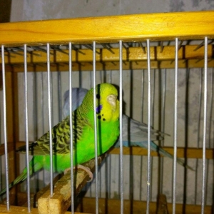 Hazir bala veren cut satiram .erkek mavi spengel ,disi yasil .bir defe