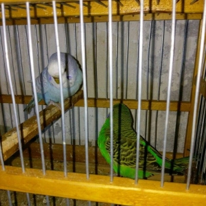 Hazir bala veren cut satiram .erkek mavi spengel ,disi yasil .bir defe