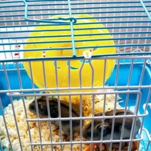 2 eded 1 erkek 1 diwi saglam cunqarik+ teze istwdiyniz reng qefes cem