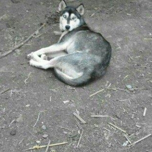 temiz xaski satilir 1 defe bala verib erkek xaskide var ikisi ayriliqd