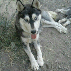 temiz xaski satilir 1 defe bala verib erkek xaskide var ikisi ayriliqd