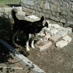 temiz xaski satilir 1 defe bala verib erkek xaskide var ikisi ayriliqd