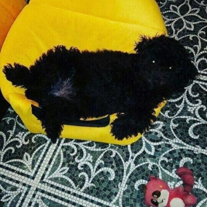 Pudel 5 aylir. Evi ve butun aksisuarlari hediyye. Tam saglamdir. Diwii