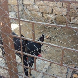 Avcarka satiram. 2 yawin var. Real alıcıya qiymət fərqi ola bilər.