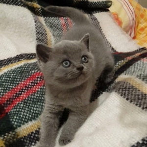 прямоушка девочка 40 дней.ходит в лоток и приучена к корму.250 ман.