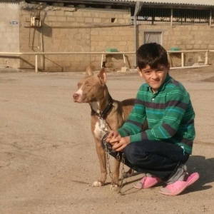 Pitbull balasi satilir atasi anasi qaradagda taninmis itlərdi tayson v