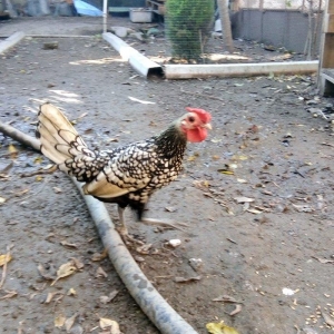 Sibrait ,heyvanlar saqlam ve temiz cinsdi.vaksinleri ve lazimi olan de