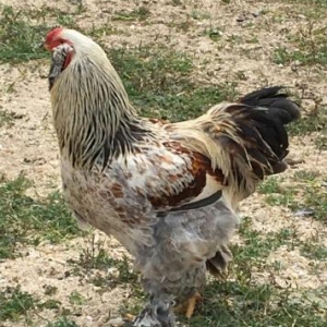 Brama: temiz cins brama cuceleri: gold, dark, light, buff, silver.