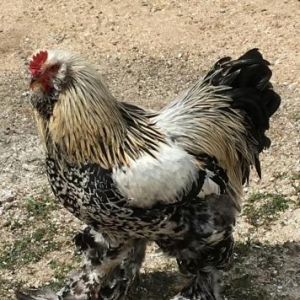 Brama: temiz cins brama cuceleri: gold, dark, light, buff, silver.