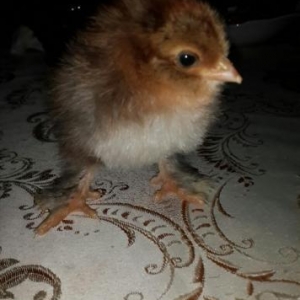 Brama cuceleri. Her yawda temiz cins brama cuceleri: gold, dark, light