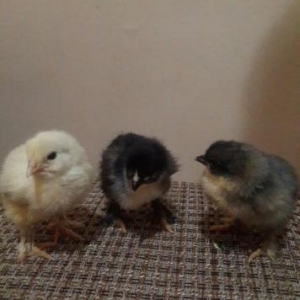 Brama cuceleri. Her yawda temiz cins brama cuceleri: gold, dark, light