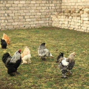 Brama cuceleri. Her yawda temiz cins brama cuceleri: gold, dark, light