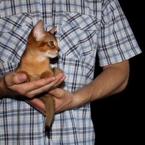 Очень ласковые, сообразительные и послушные аби детки ищут родителей!