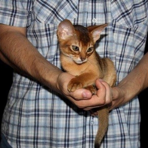 Очень ласковые, сообразительные и послушные аби детки ищут родителей!