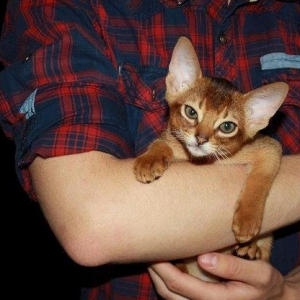 Очень ласковые, сообразительные и послушные аби детки ищут родителей!